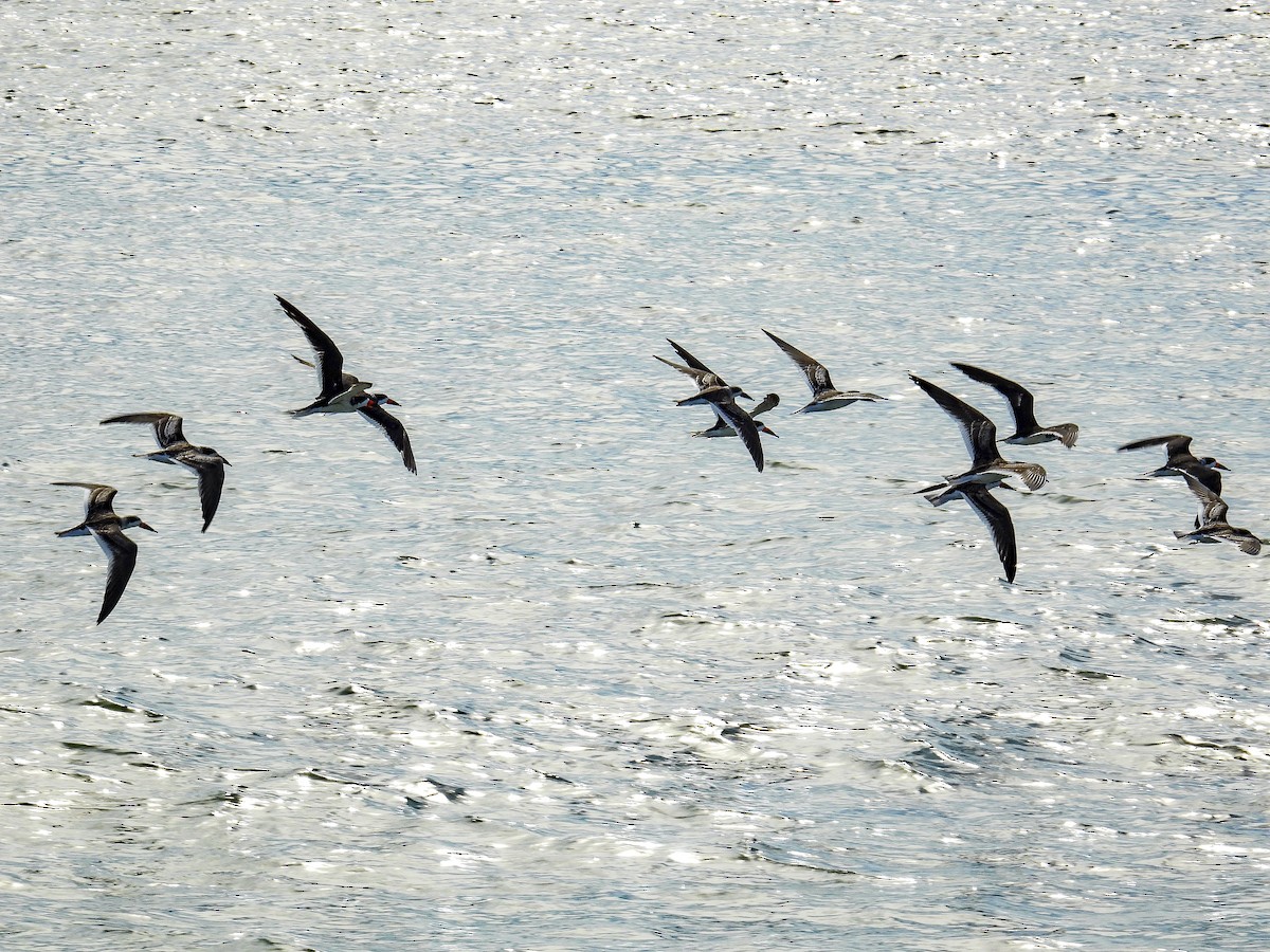 Black Skimmer - ML644283732