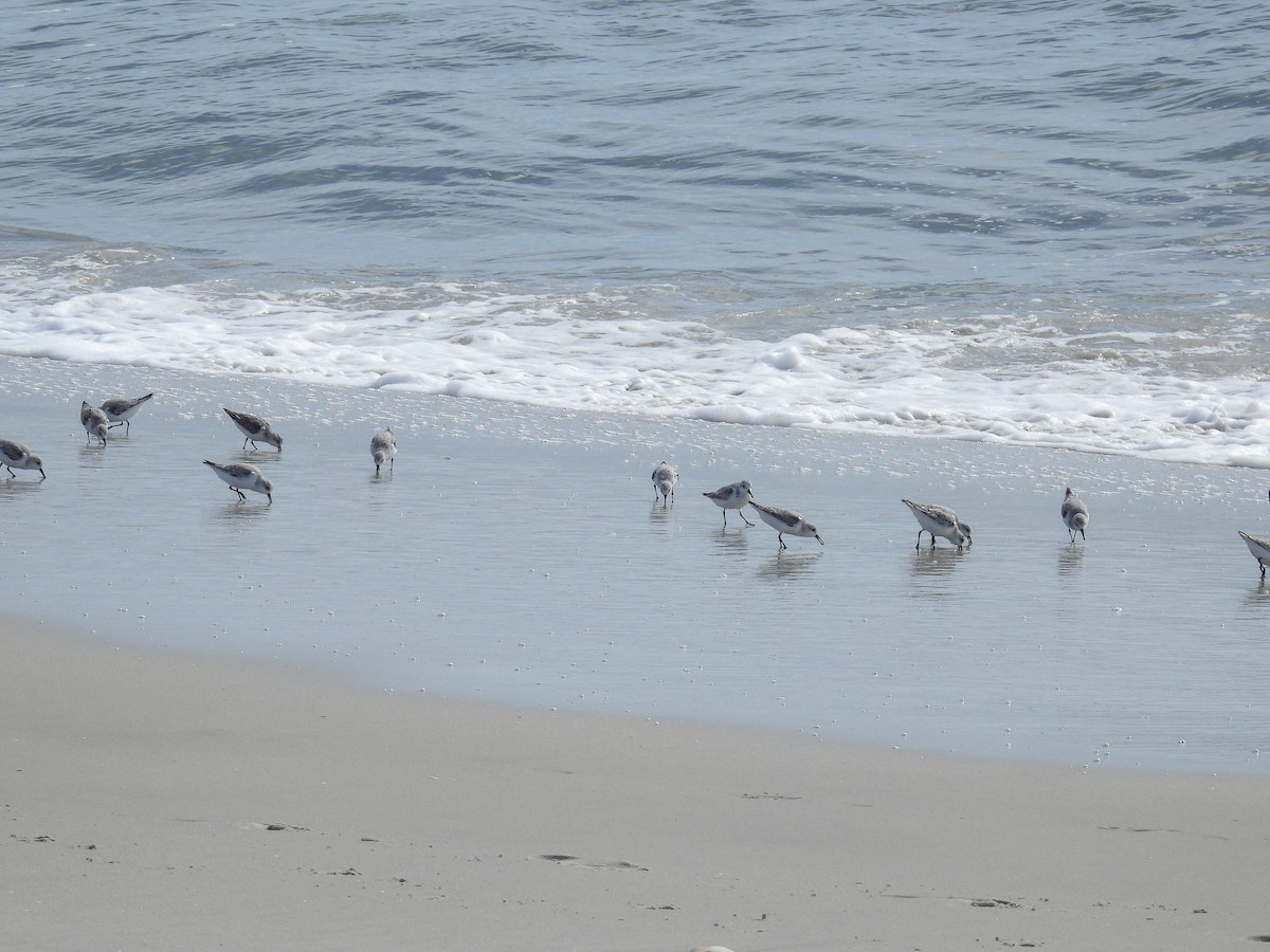 Sanderling - ML644283737