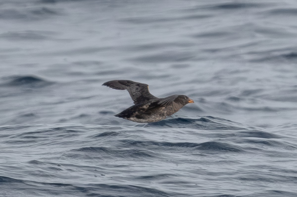 papuchalk růžkatý - ML644283745