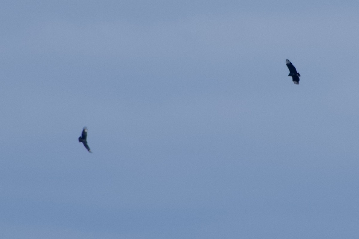 Black Vulture - ML644283750