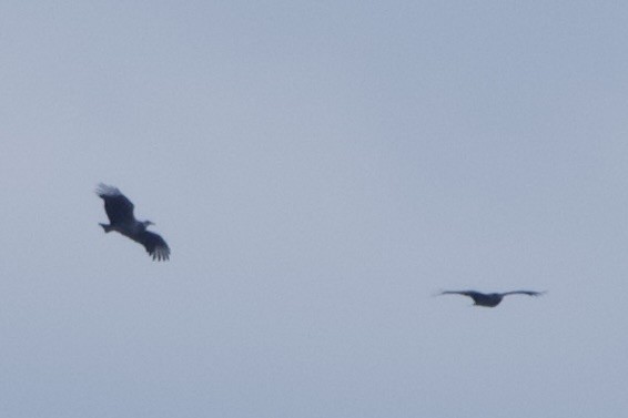 Black Vulture - ML644283752