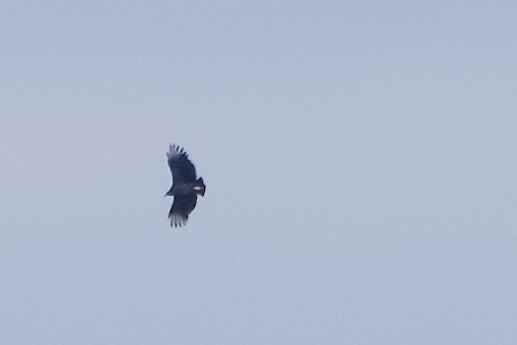 Black Vulture - ML644283753