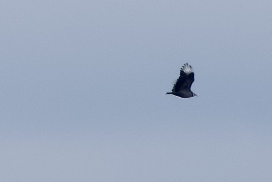 Black Vulture - ML644283754
