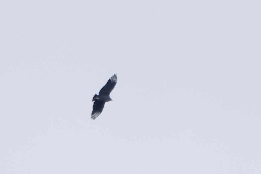 Black Vulture - ML644283755