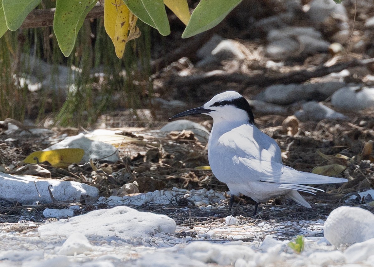 Sterne diamant - ML644283756