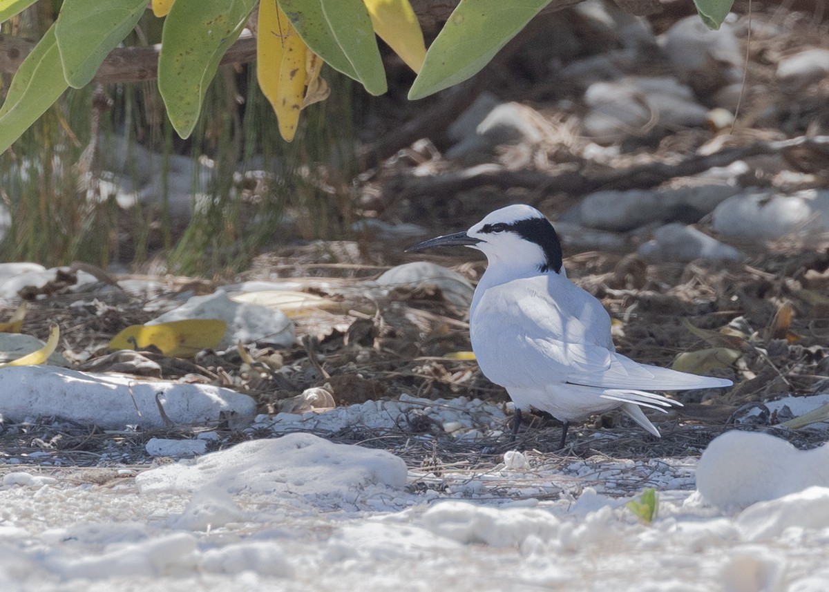 Sterne diamant - ML644283757