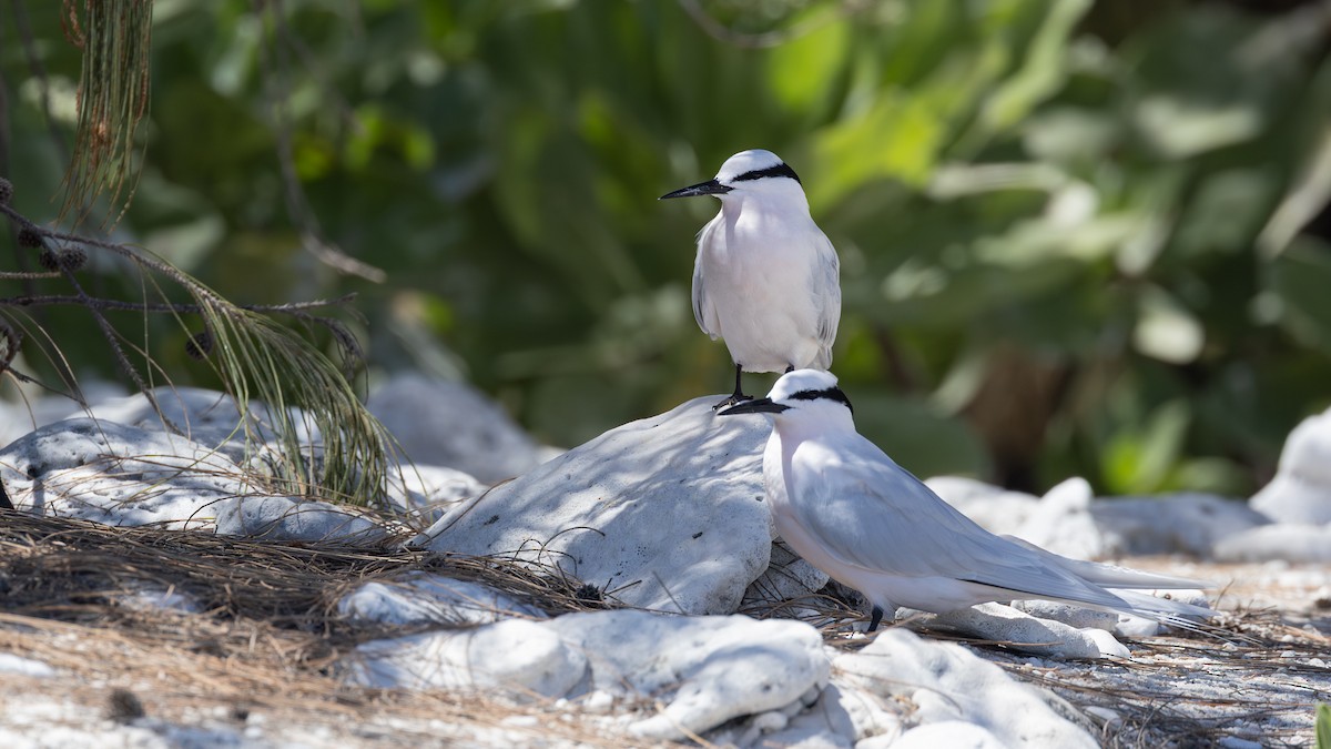 Sterne diamant - ML644283758