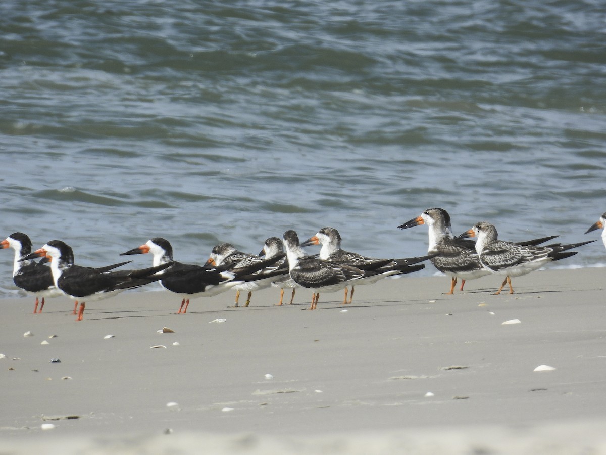 Black Skimmer - ML644283759