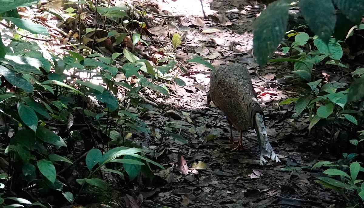 Great Argus - ML644283762