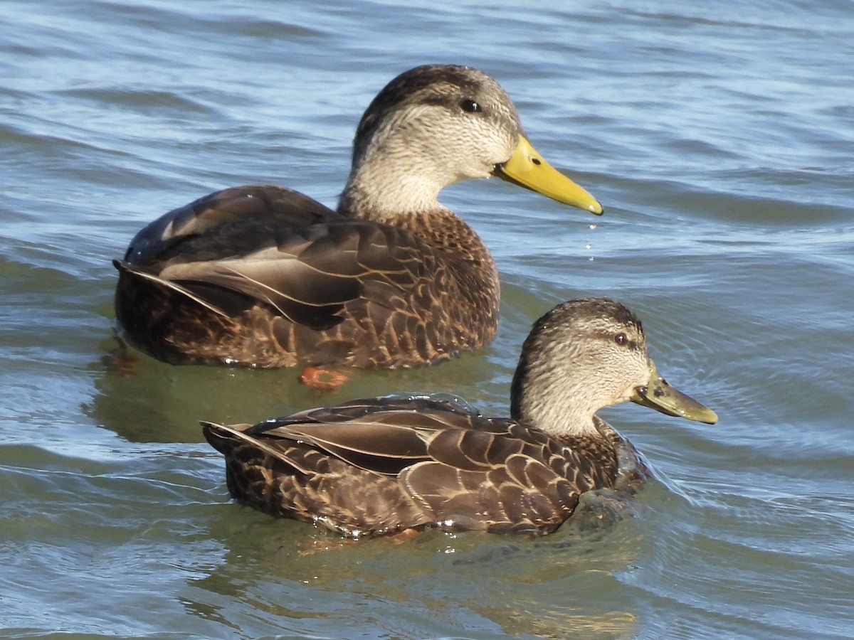 rødfotand - ML644283763