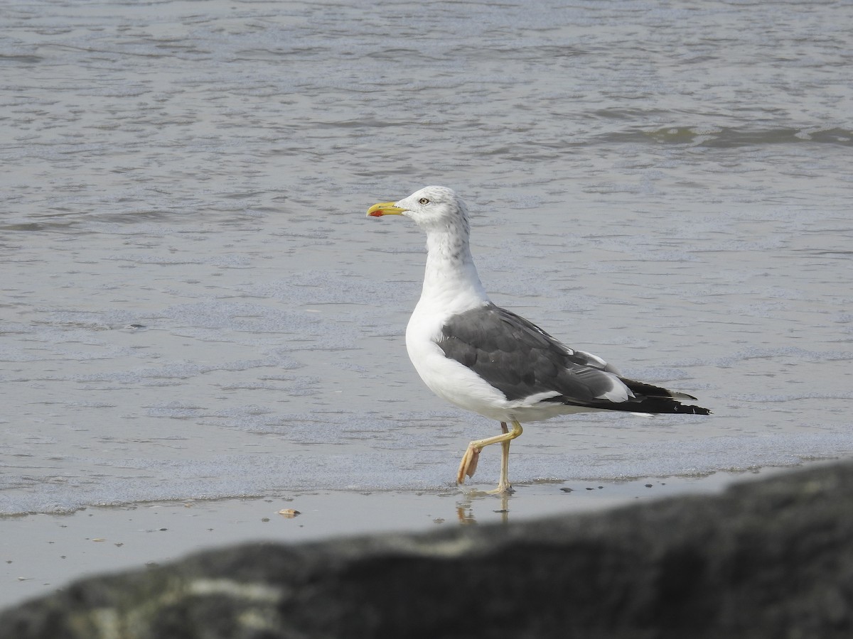 Lesser Black-backed Gull - ML644283764