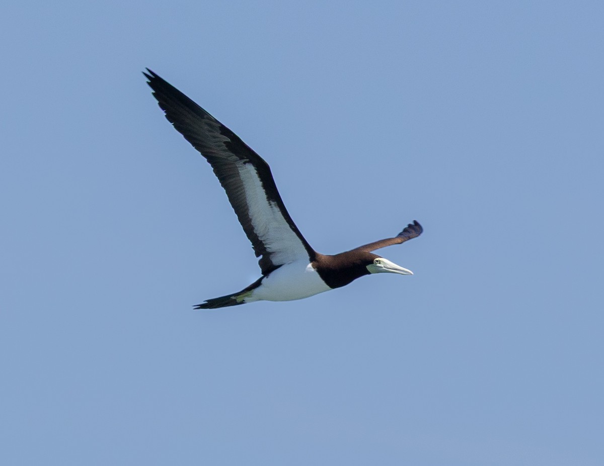 Fou brun - ML644283771