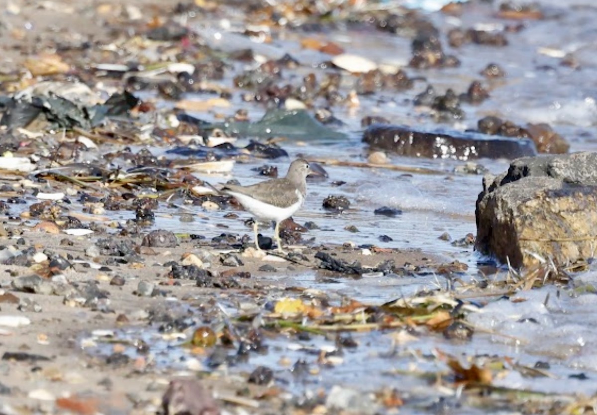 Spotted Sandpiper - ML644283783