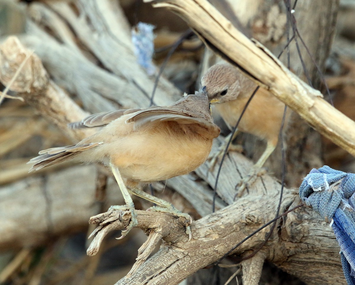 Fulvous Chatterer - ML644283802