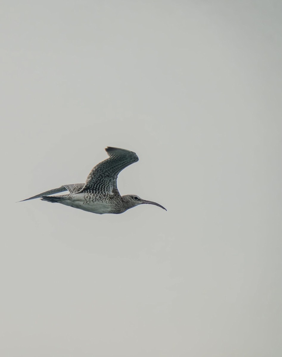 Eurasian Whimbrel - ML644283820