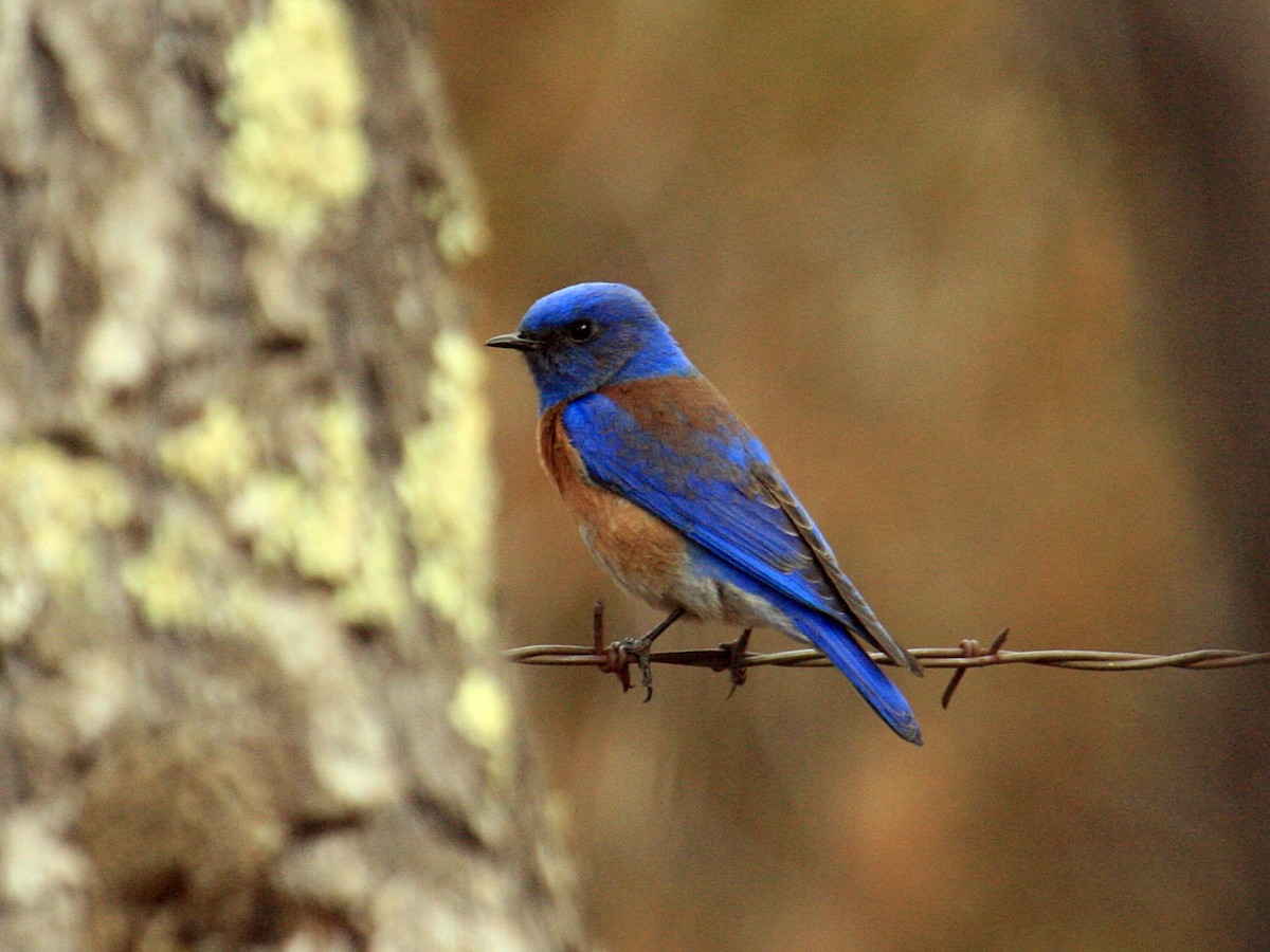 Блакитник західний - ML644283837