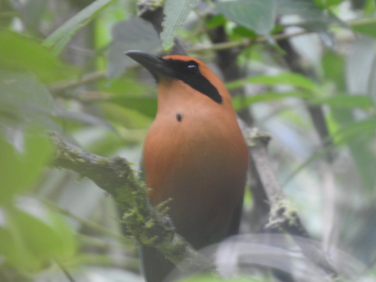 Rufous Motmot - ML644283871