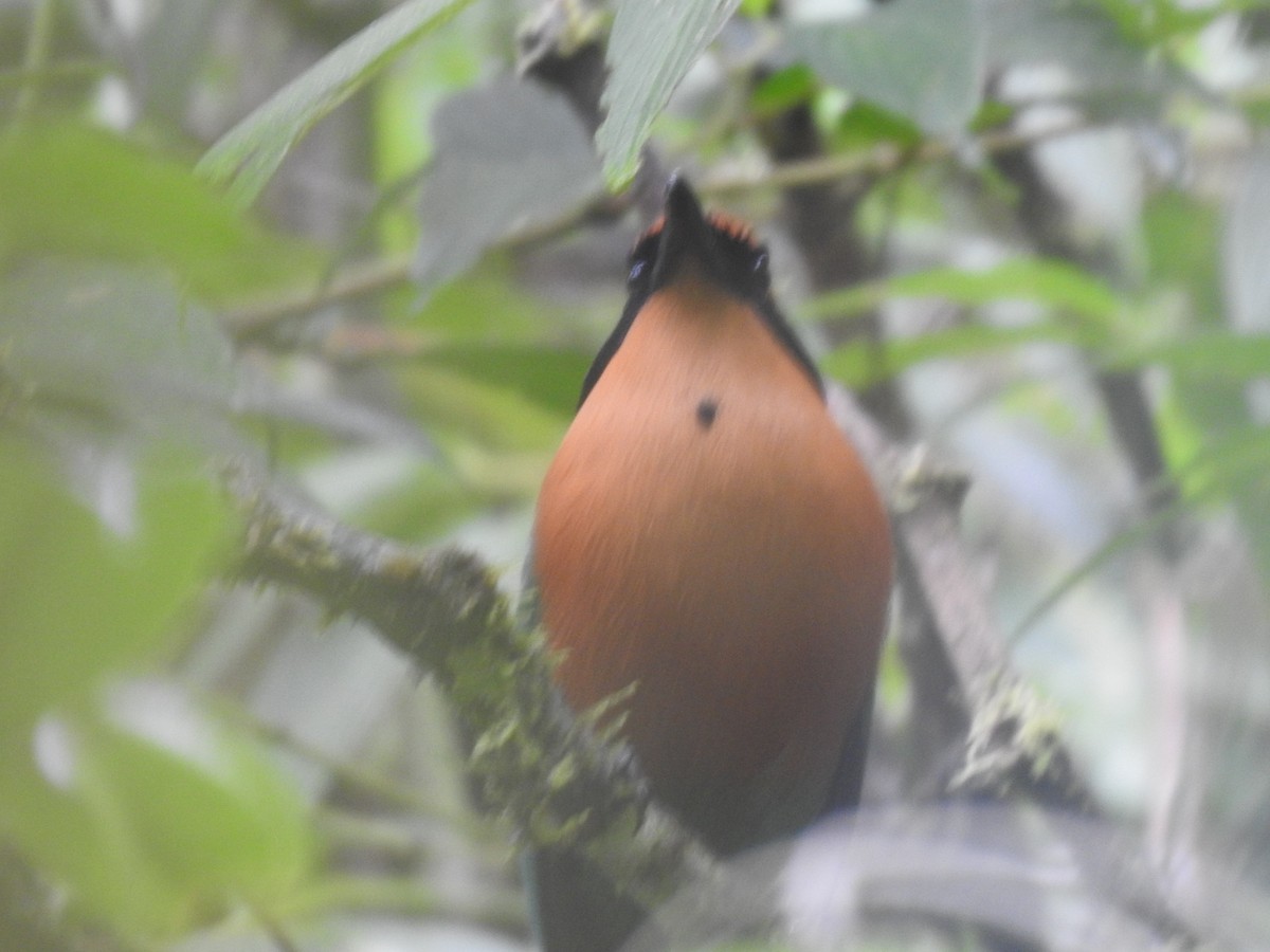 Rufous Motmot - ML644283872
