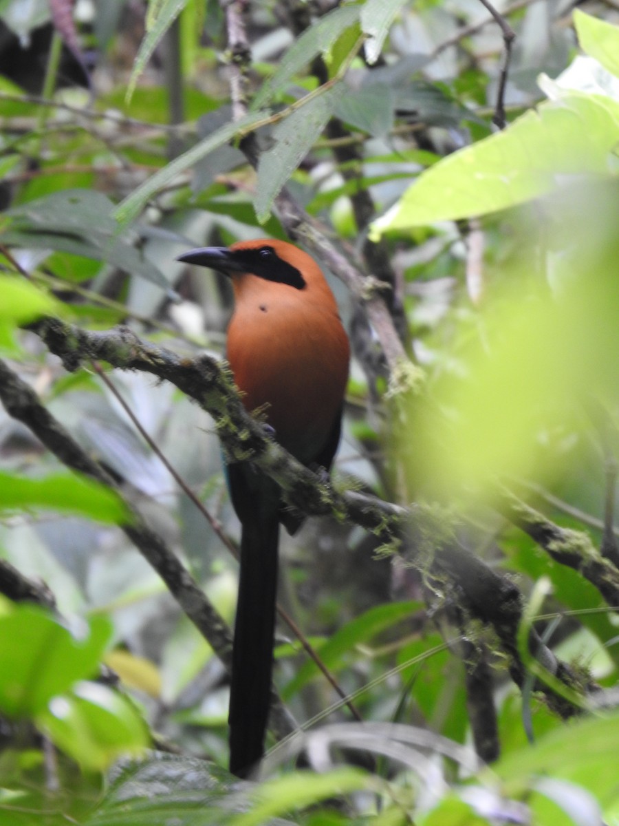 Rufous Motmot - ML644283873