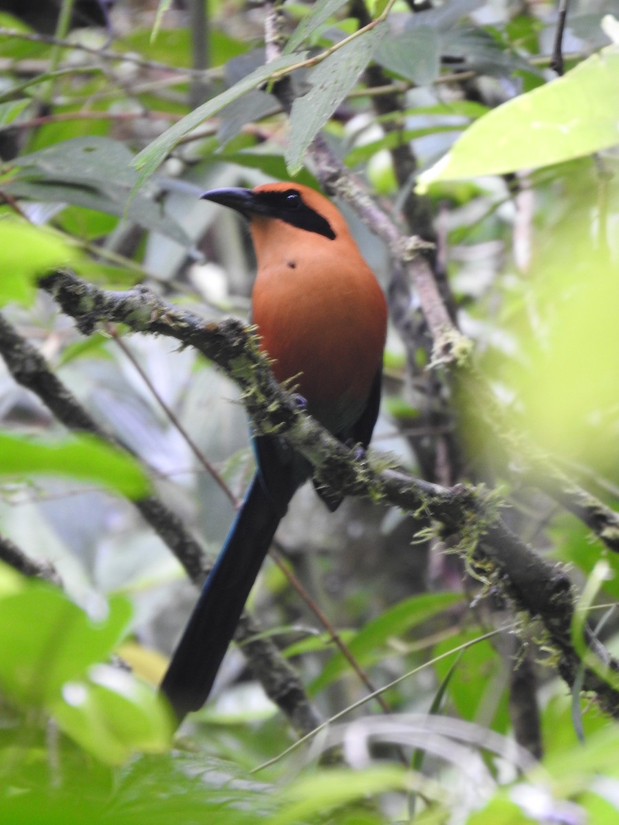 Rufous Motmot - ML644283874