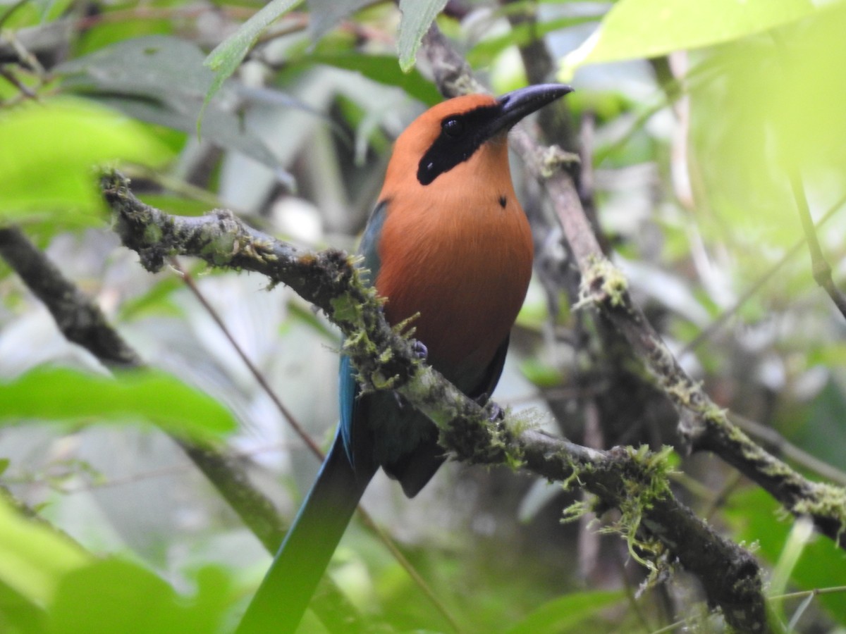 Rufous Motmot - ML644283875
