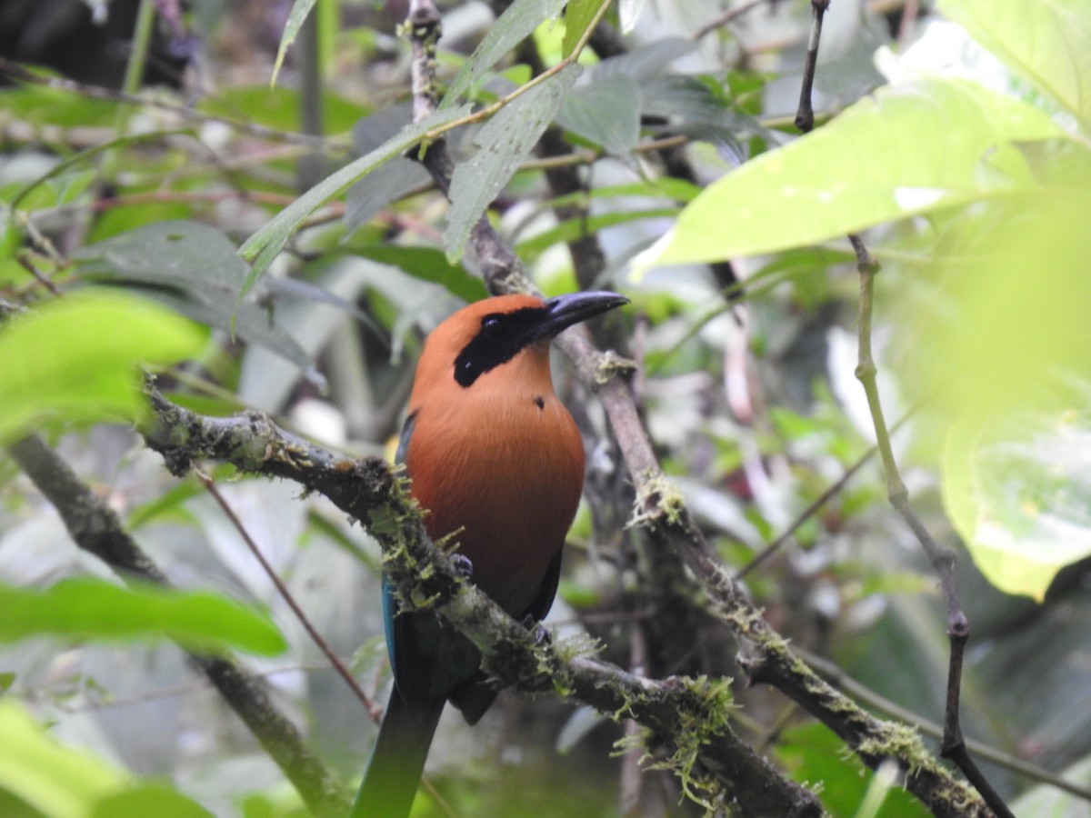 Rufous Motmot - ML644283876