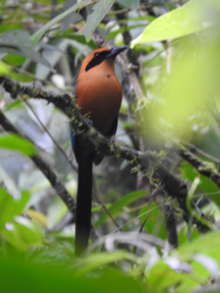 Rufous Motmot - ML644283877