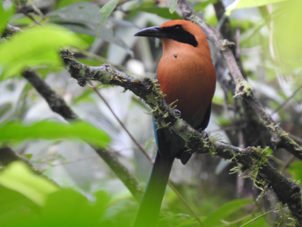Rufous Motmot - ML644283878