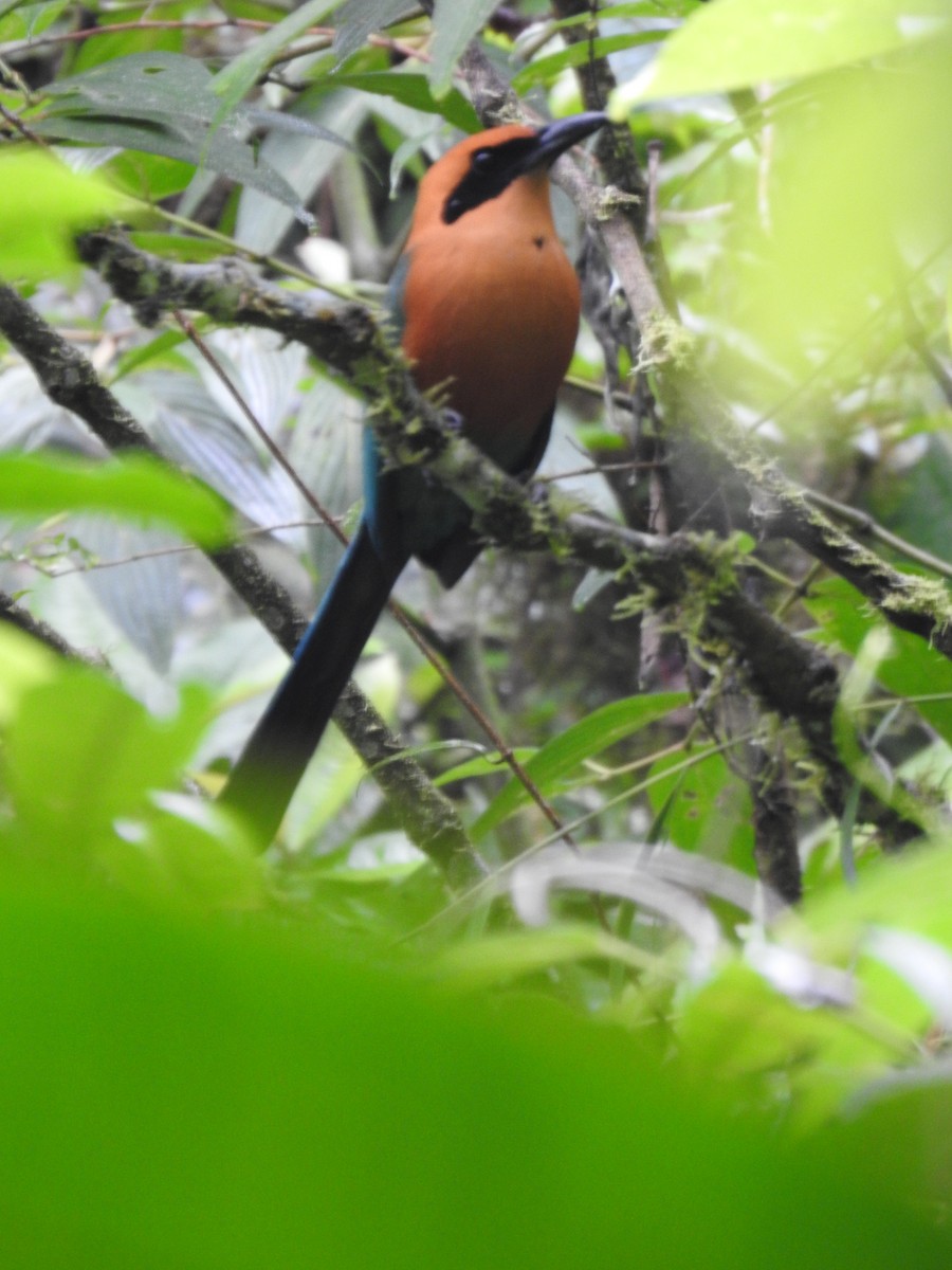 Rufous Motmot - ML644283879