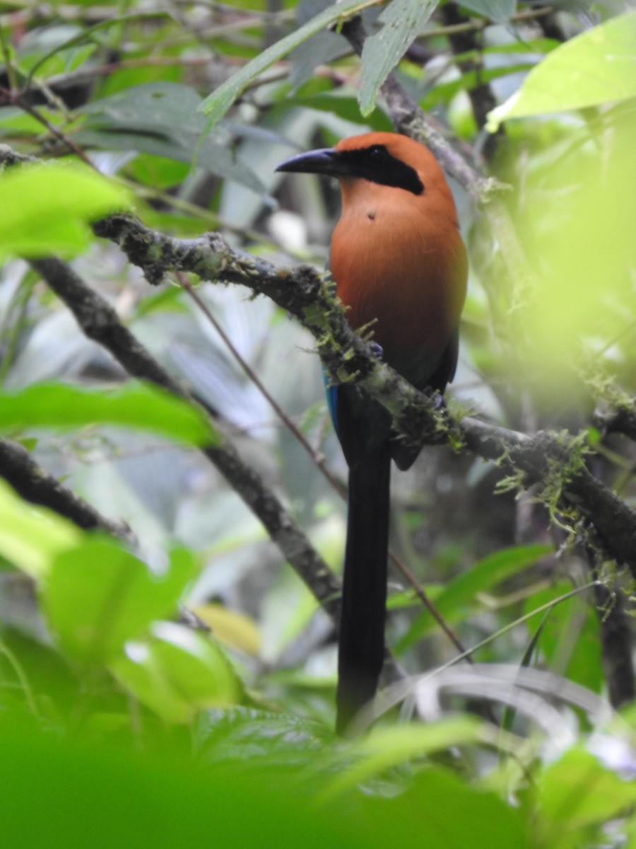 Rufous Motmot - ML644283880
