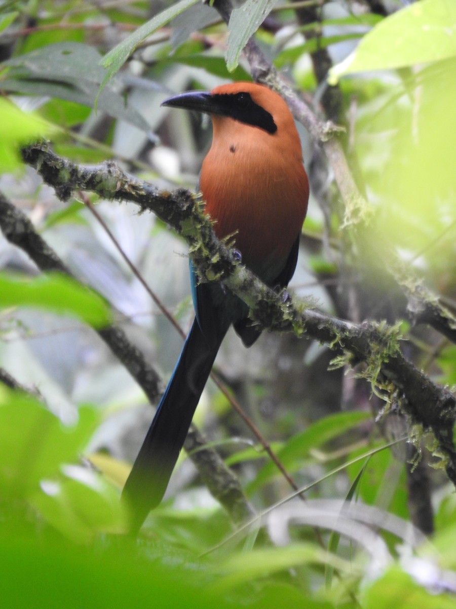 Rufous Motmot - ML644283881