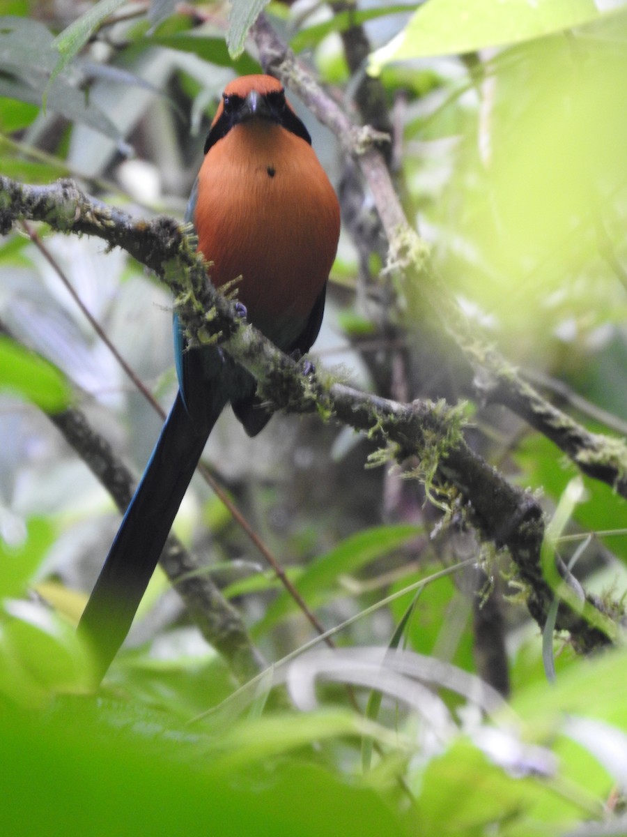 Rufous Motmot - ML644283882