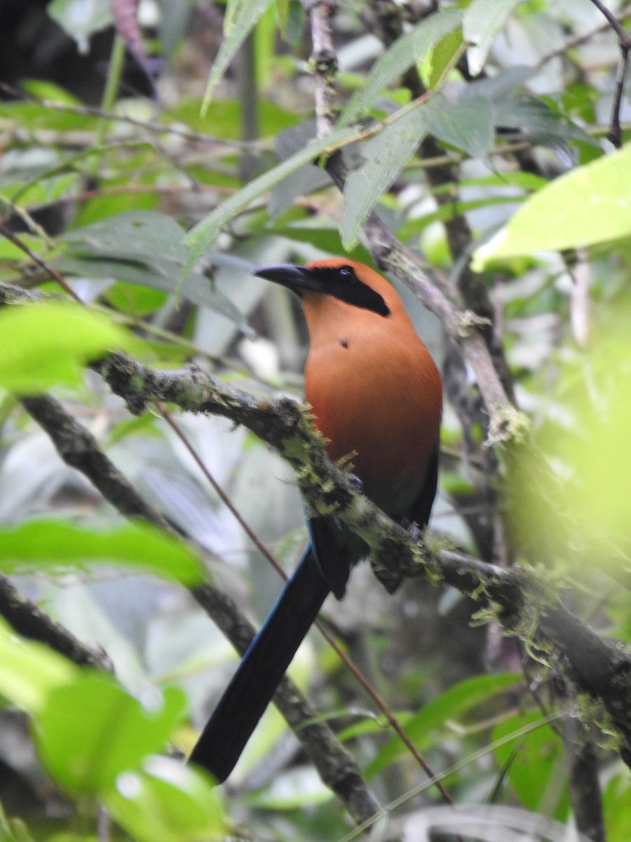 Rufous Motmot - ML644283884