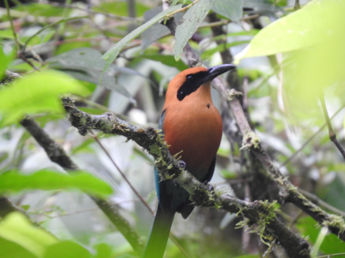 Rufous Motmot - ML644283885
