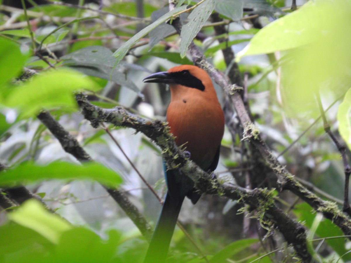 Rufous Motmot - ML644283886