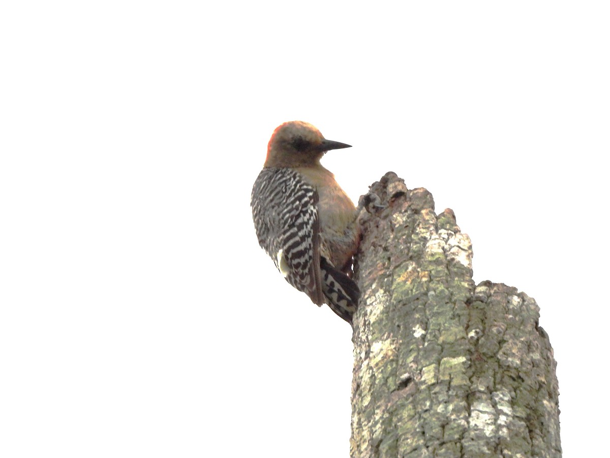 datel kápový - ML644283892