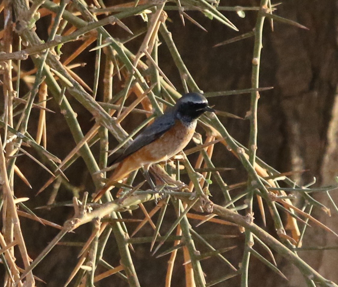 Эгэл гал сүүлт - ML644283903