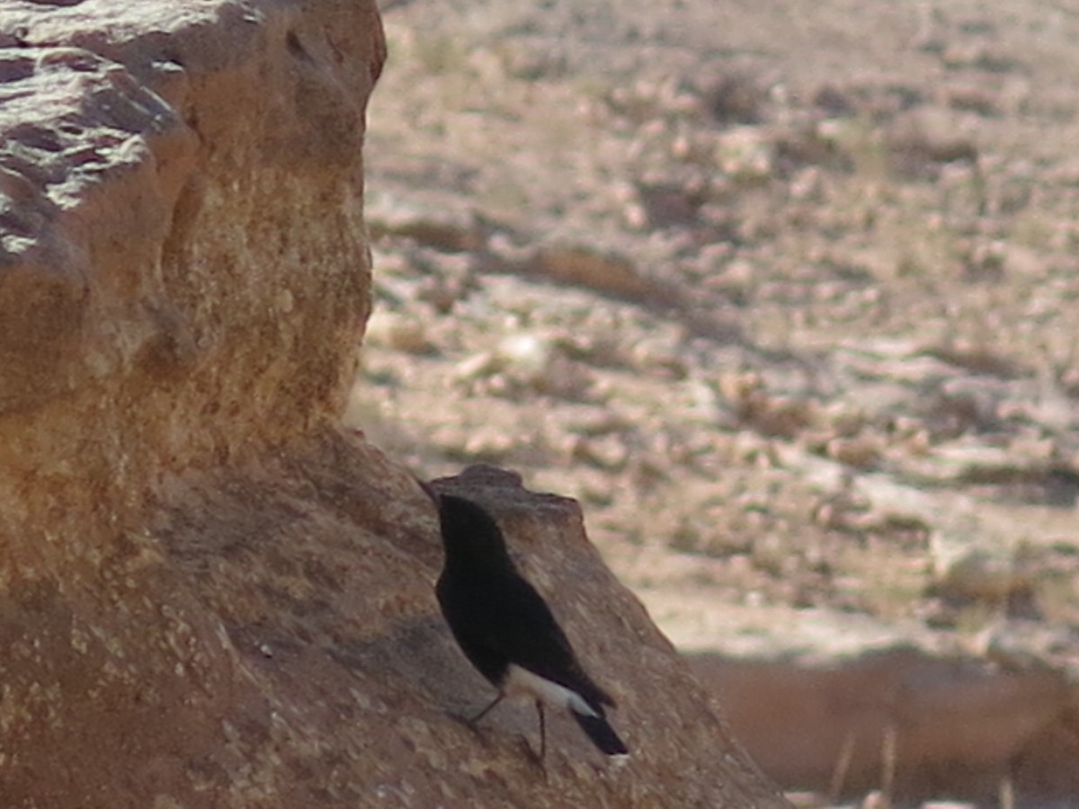 Saharasteinschmätzer - ML644283908