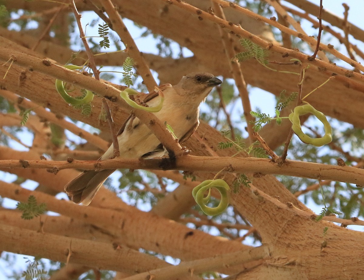 Northern Gray-headed Sparrow - ML644283927