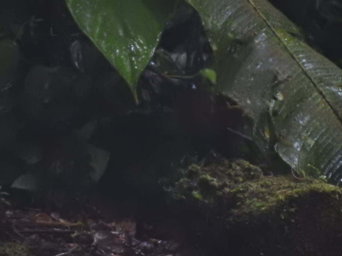 Zeledon's Antbird - ML644283929