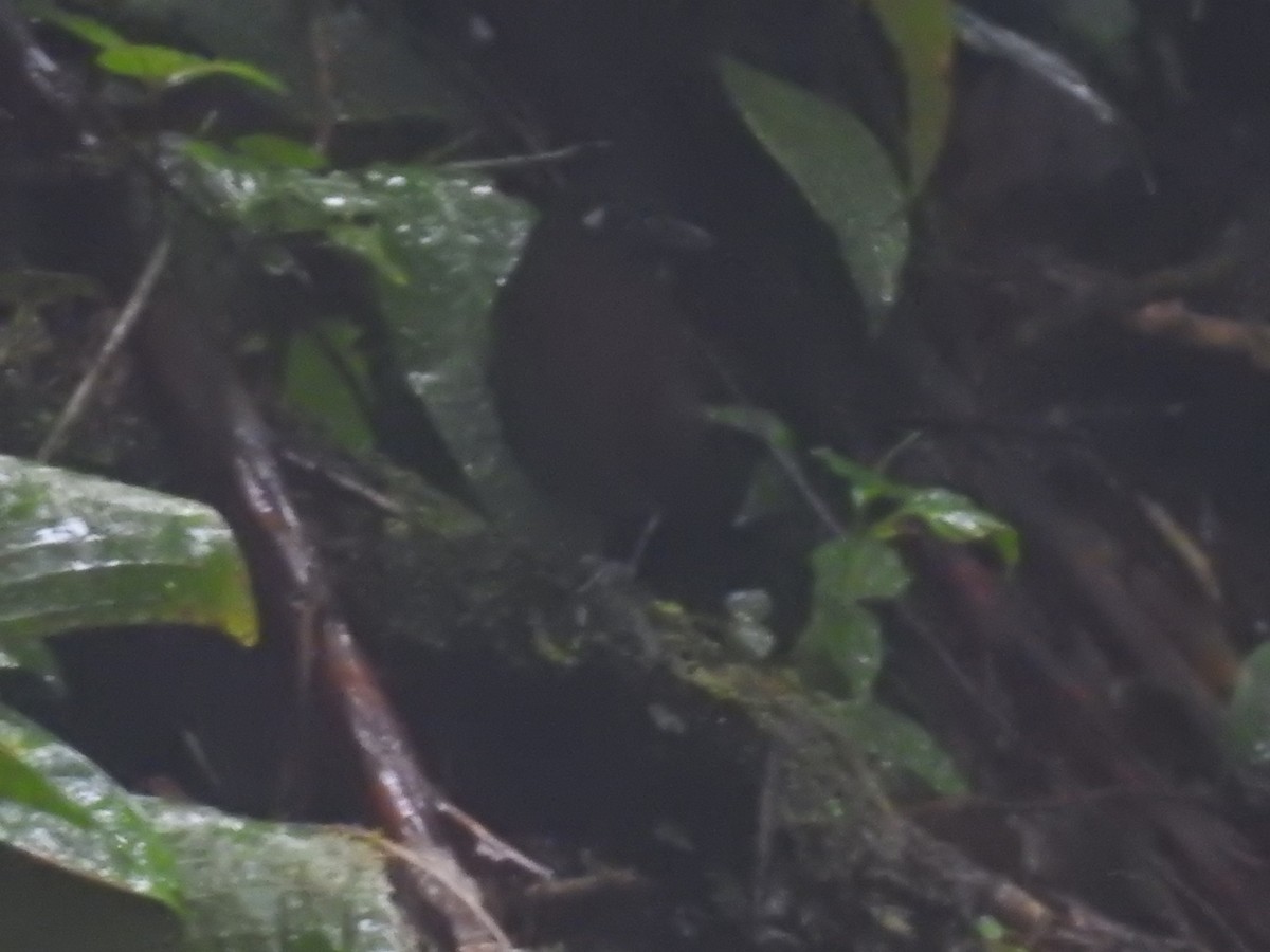 Zeledon's Antbird - ML644283930