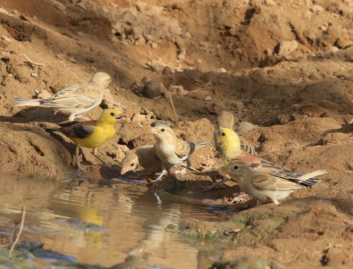 Sudan Golden Sparrow - ML644283948