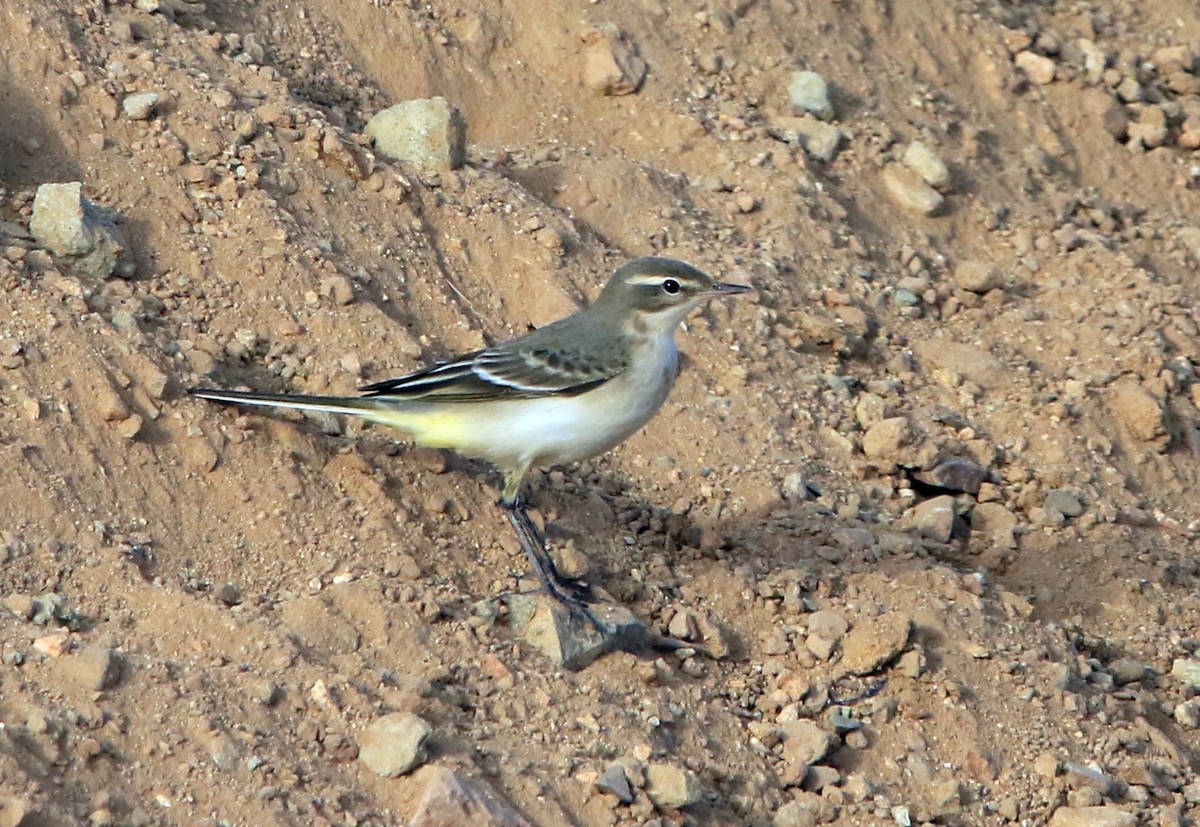 gulerle - ML644283950