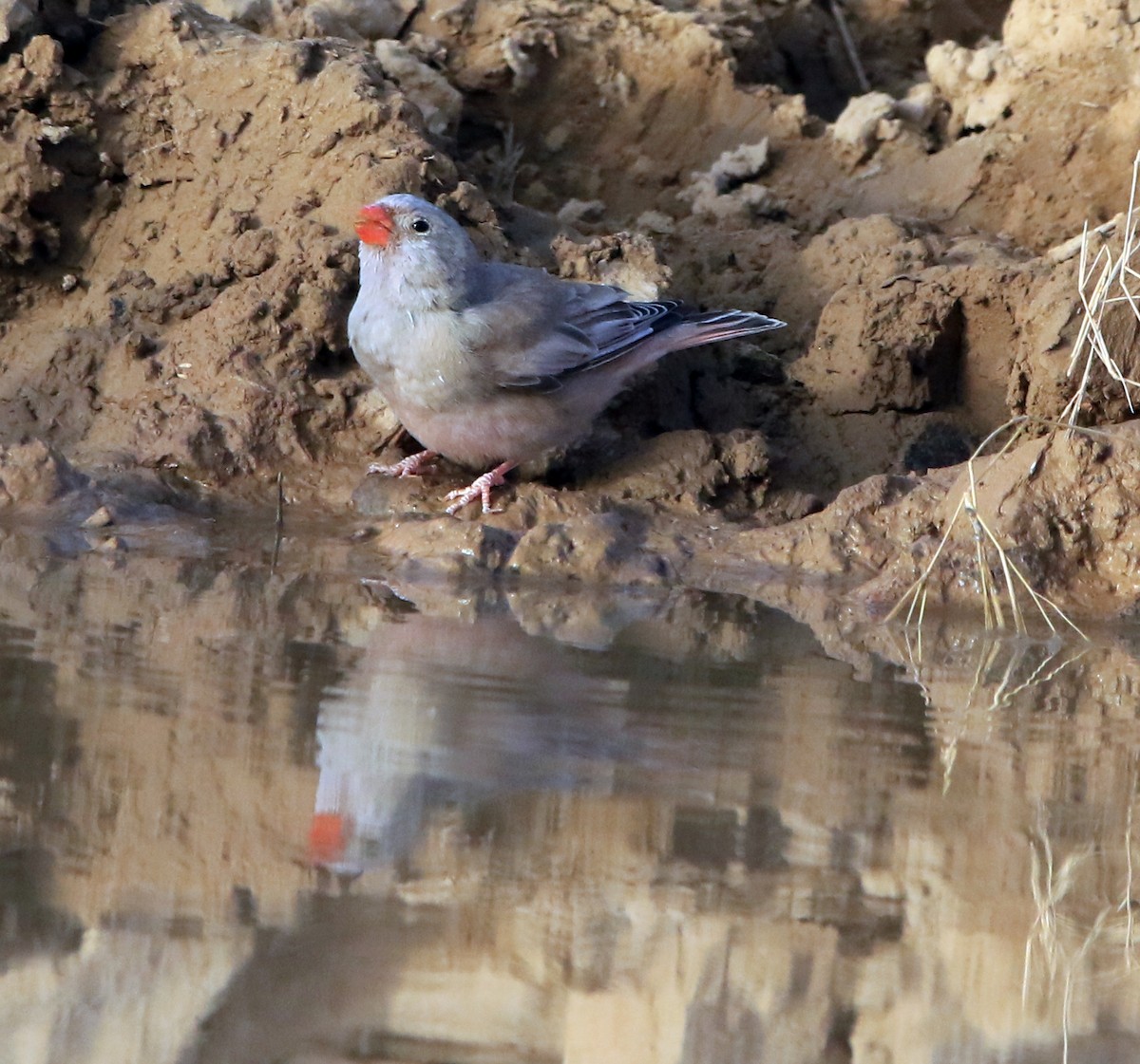 Trumpeter Finch - ML644283956