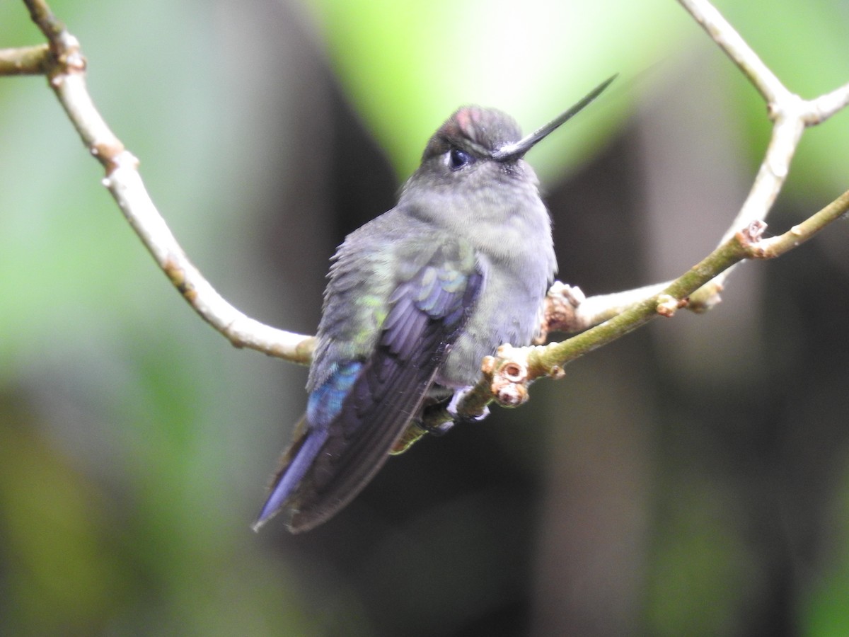 Green-fronted Lancebill - ML644283961