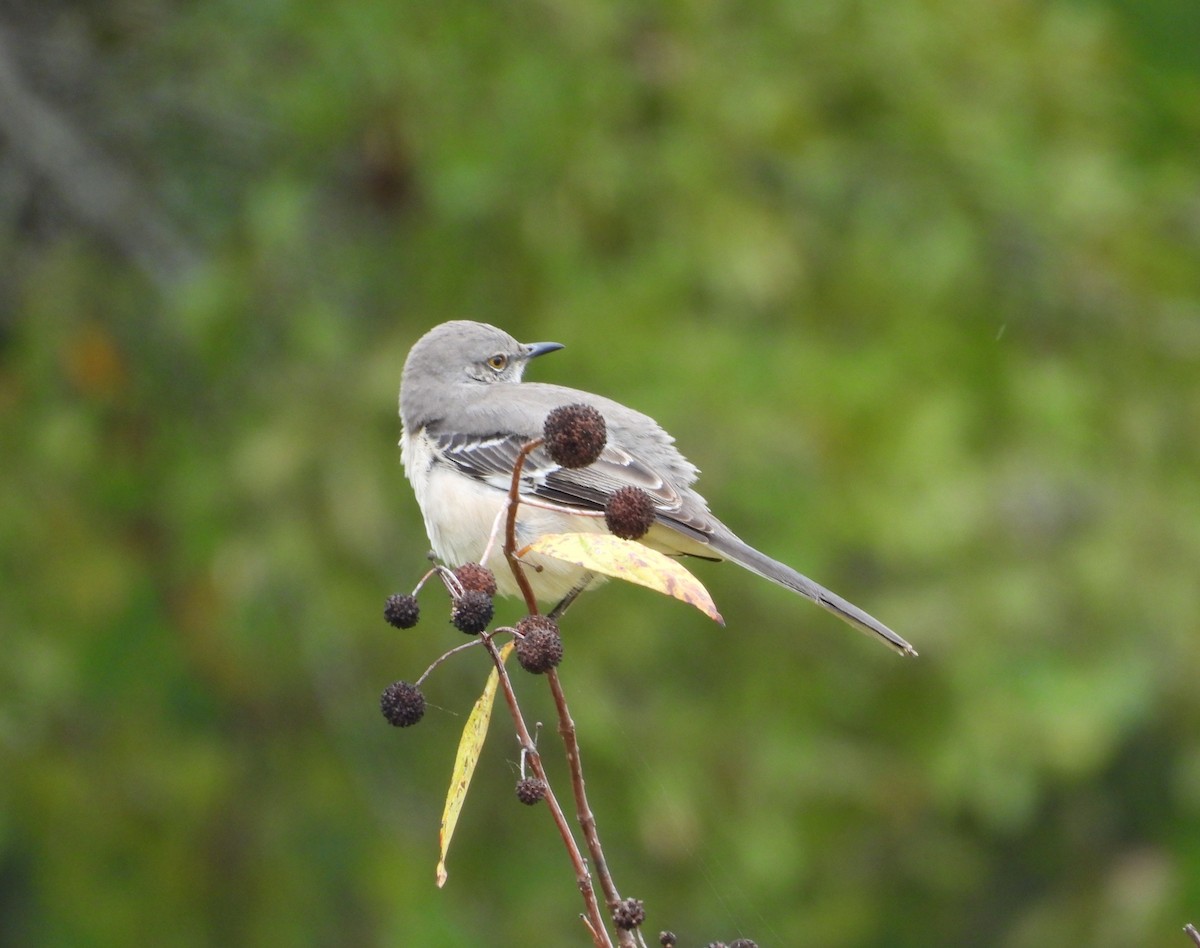 Northern Mockingbird - ML644283965