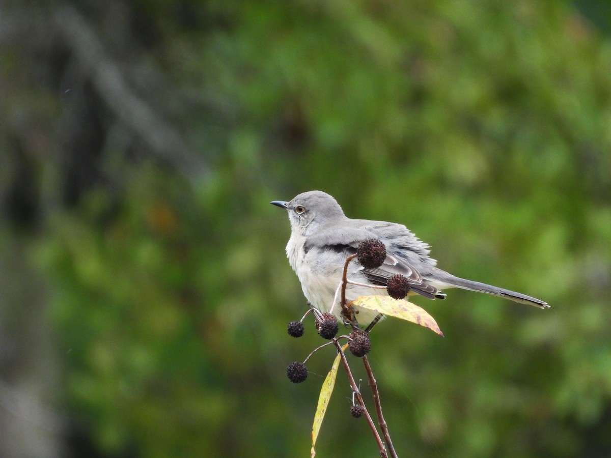 Northern Mockingbird - ML644283966