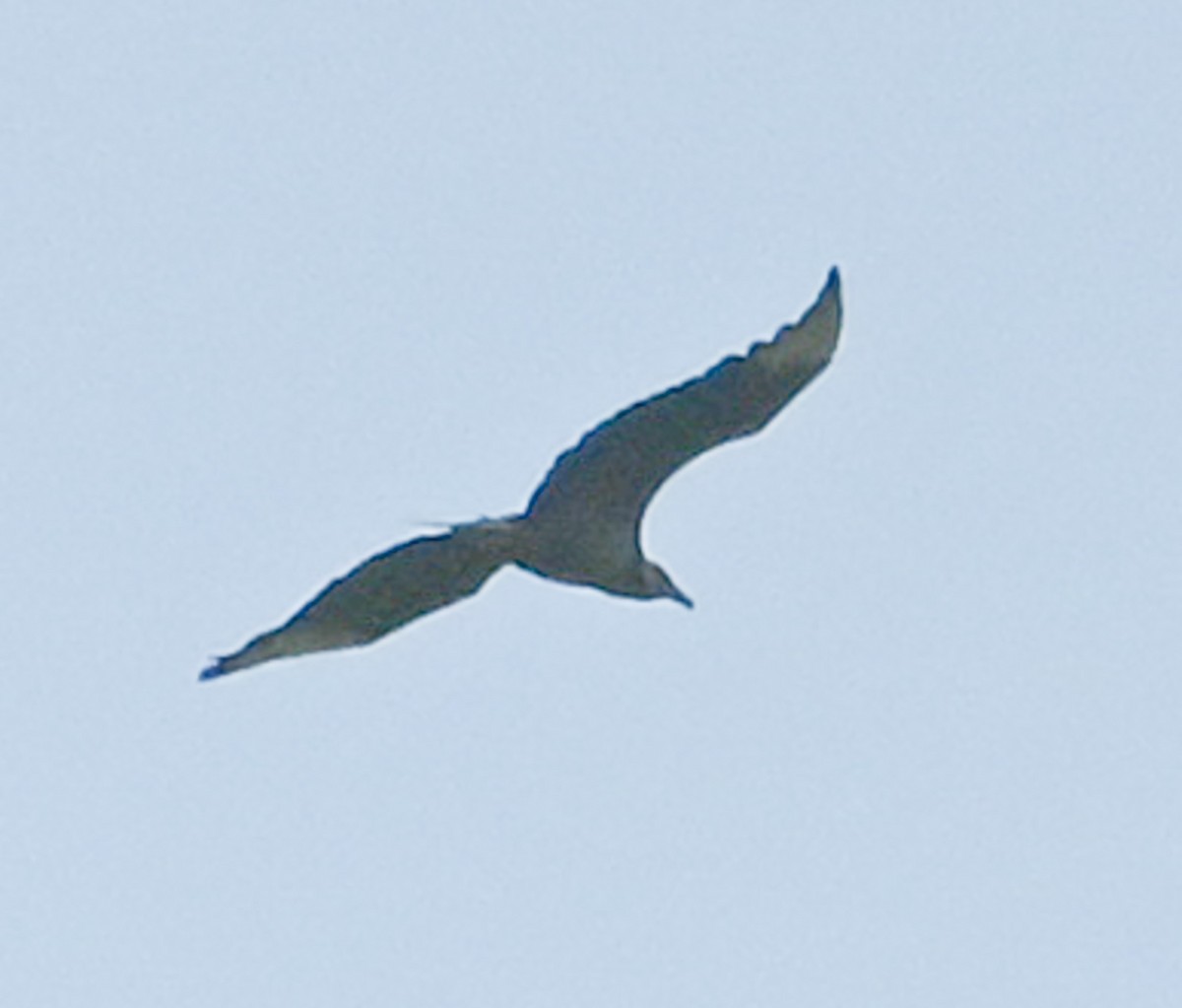 Black Vulture - ML644283974