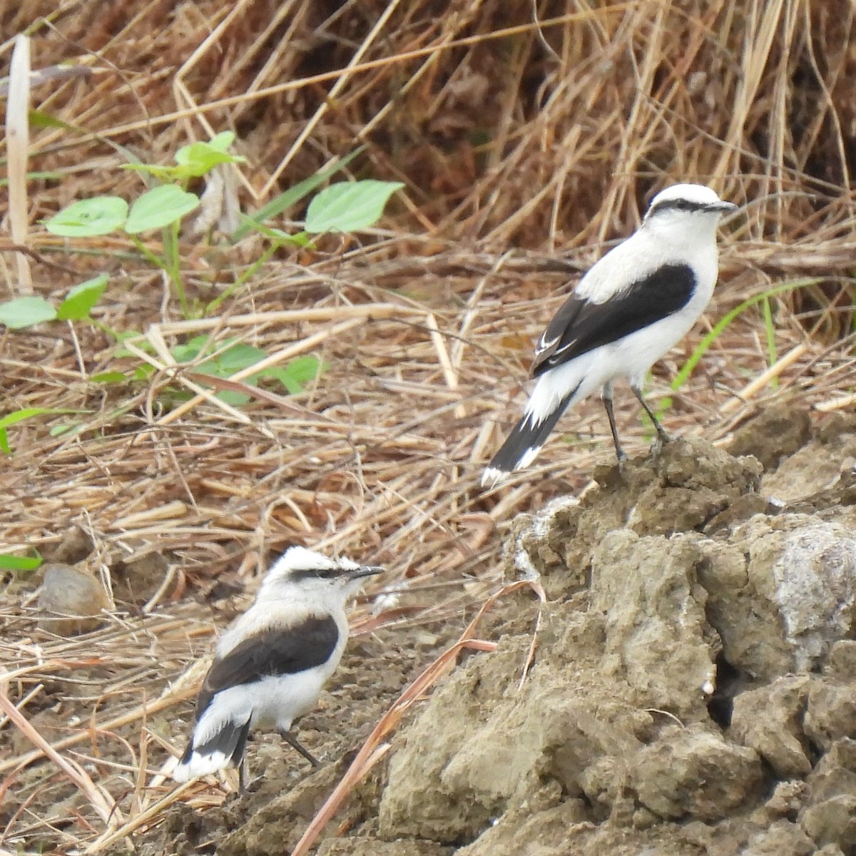 Masked Water-Tyrant - ML644283981