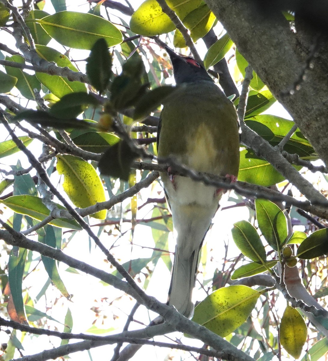 Australasian Figbird - ML644283984
